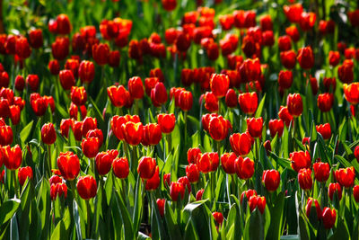 Close-up of red tulip flowers blooming in field