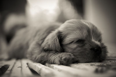 Close-up of puppy sleeping