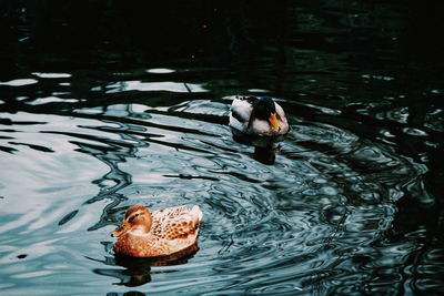 Duck swimming in a lake