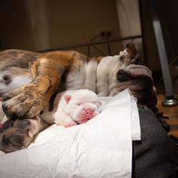 Newborn puppy sleeping in a home