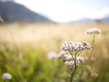 Close-up of flowers against blurred background