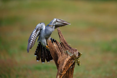 Close-up of a bird flying against blurred background