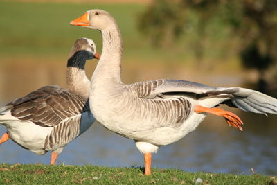 Bird in lake