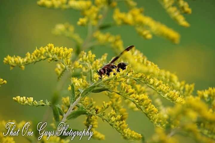 animal themes, one animal, animals in the wild, insect, wildlife, yellow, growth, selective focus, flower, focus on foreground, nature, plant, beauty in nature, close-up, green color, outdoors, bee, day, no people, freshness