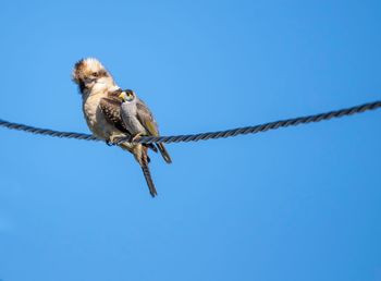 Low angle view of bird perching on rope against clear blue sky