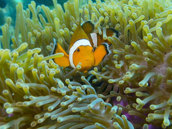 Fish swimming in sea