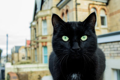 Close-up of black cat