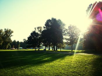 Sun shining through trees on grassy field