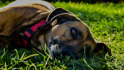 Close-up portrait of dog relaxing on grass