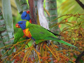 Close-up of parrot perching on tree