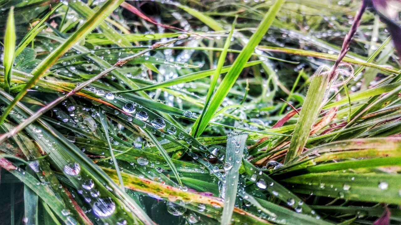 water, plant, drop, close-up, leaf, growth, green color, wet, nature, beauty in nature, selective focus, blade of grass, high angle view, dew, grass, focus on foreground, freshness, backgrounds, full frame, outdoors