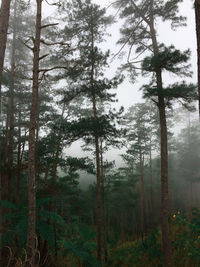 Pine trees in forest