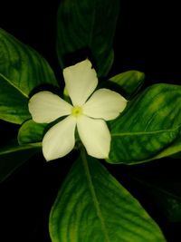 Close-up of yellow flower against black background