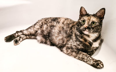 Close-up portrait of a cat over white background