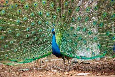 Peacock feathers on land