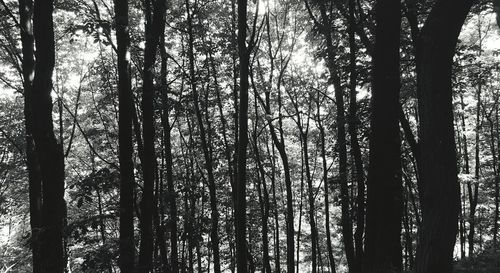 Low angle view of trees in forest