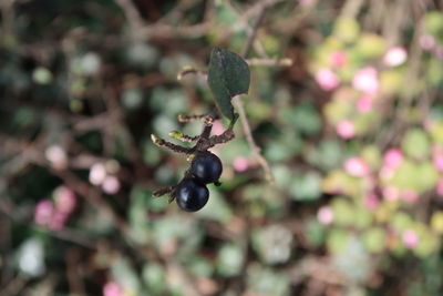 Close-up of berries growing on tree