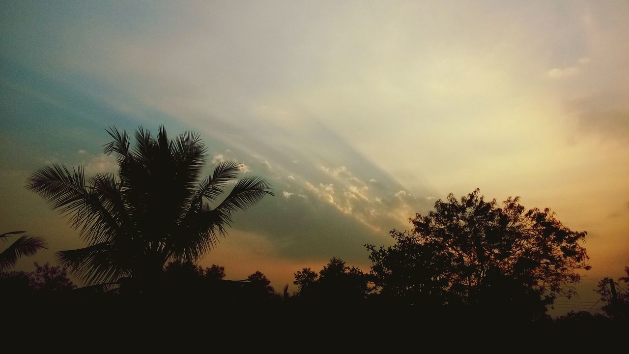 silhouette, sunset, tree, sky, tranquility, scenics, beauty in nature, tranquil scene, nature, cloud - sky, low angle view, idyllic, orange color, growth, dramatic sky, cloud, outdoors, branch, no people, dusk