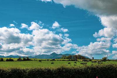 Scenic view of field against sky