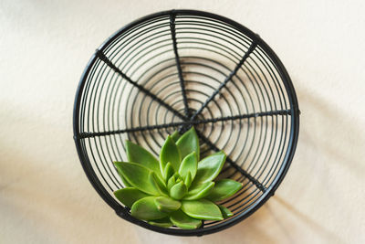 High angle view of plant on table