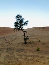 Tree on desert against clear sky