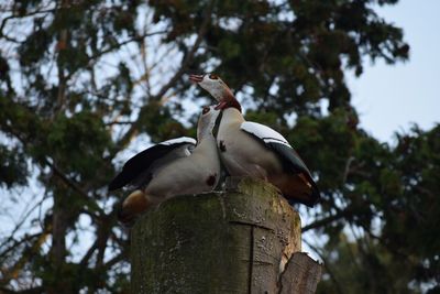 Low angle view of bird perching on tree
