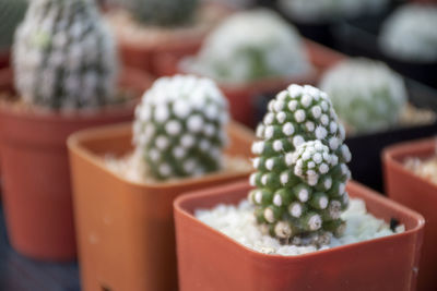 Close-up of succulent plant in market