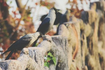 Side view of birds on fence