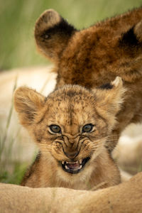 Lion cub snarls at camera beside another