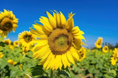 Close-up of sunflower