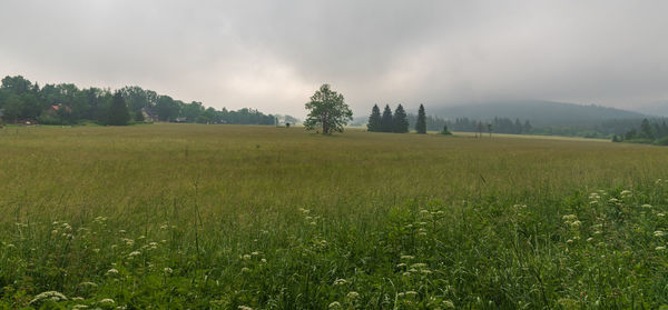 Scenic view of field against sky