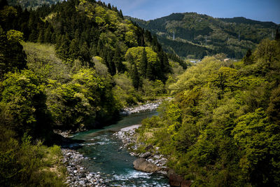 Scenic view of river flowing amidst trees in forest