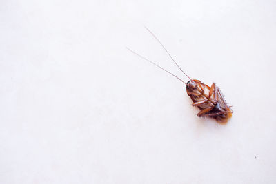 Close-up of cockroach over white background