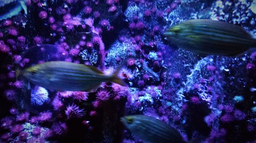 Close-up of fish swimming in aquarium