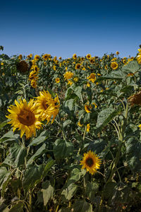 Close-up of yellow flowering plants on field