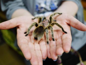 Midsection of person holding tarantula