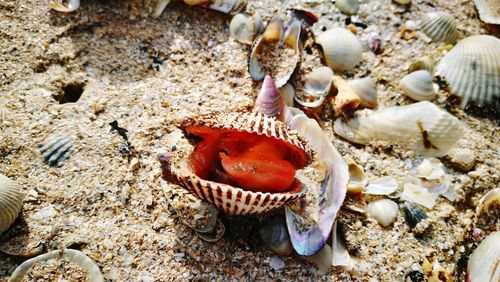 Close-up of seashells on beach