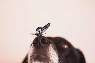 Close-up of a dog