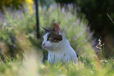 Close-up of cat in grass