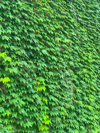 Full frame shot of ivy growing on tree trunk