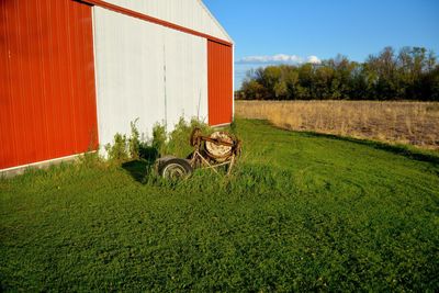 Dog standing on grassy field