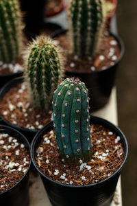 Cipocereus bradei cactus propagated in pots at a plant shop