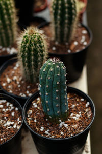 Close-up of potted plant