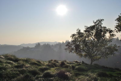 Trees on landscape against sky