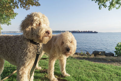 Two dogs outdoors in summer