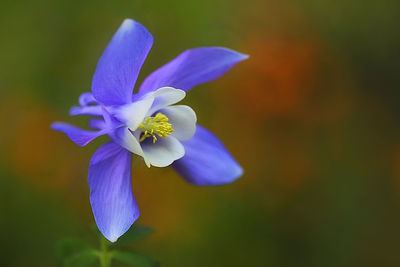 Close-up of purple flowering plant