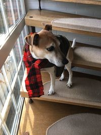 High angle view of dog sitting at home