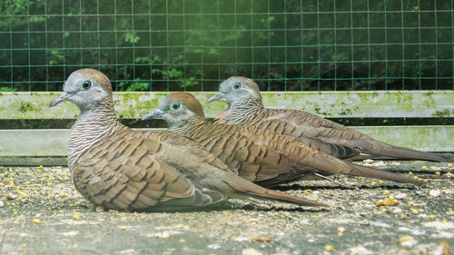Close-up of birds on field