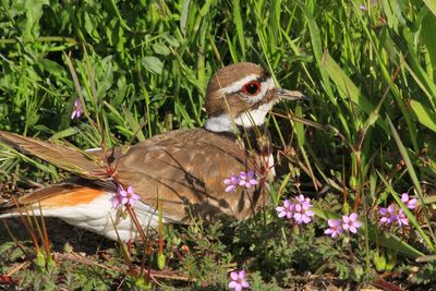 High angle view of bird on field