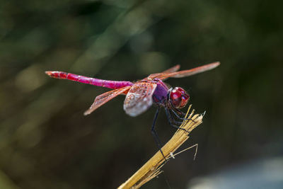 Close-up of dragonfly on flower